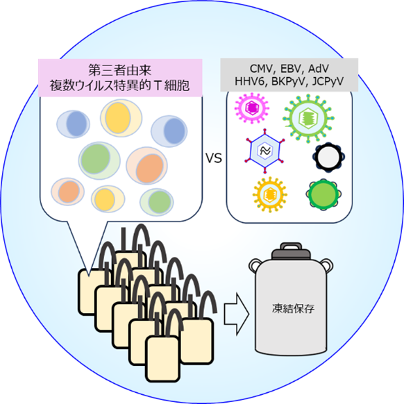 T細胞治療研究